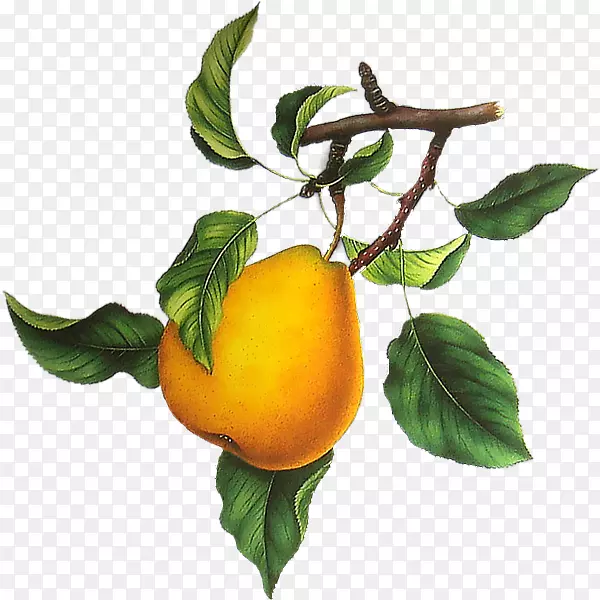欧洲梨橘子