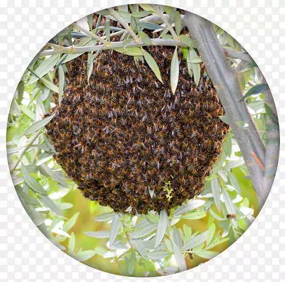 蜜蜂蜂巢生态-蜜蜂