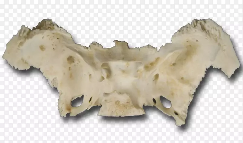 蝶骨解剖下颌骨卵圆孔翼状突-颅骨