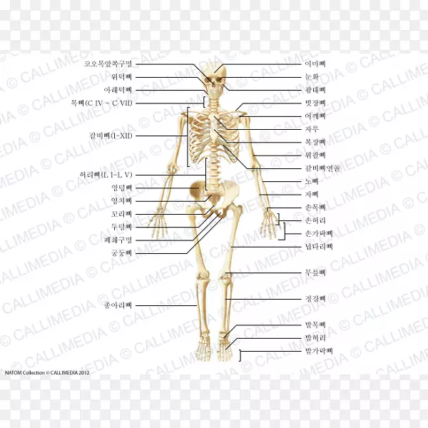 颧骨肩部解剖人体-VII军