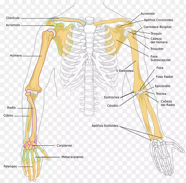前臂桡骨解剖