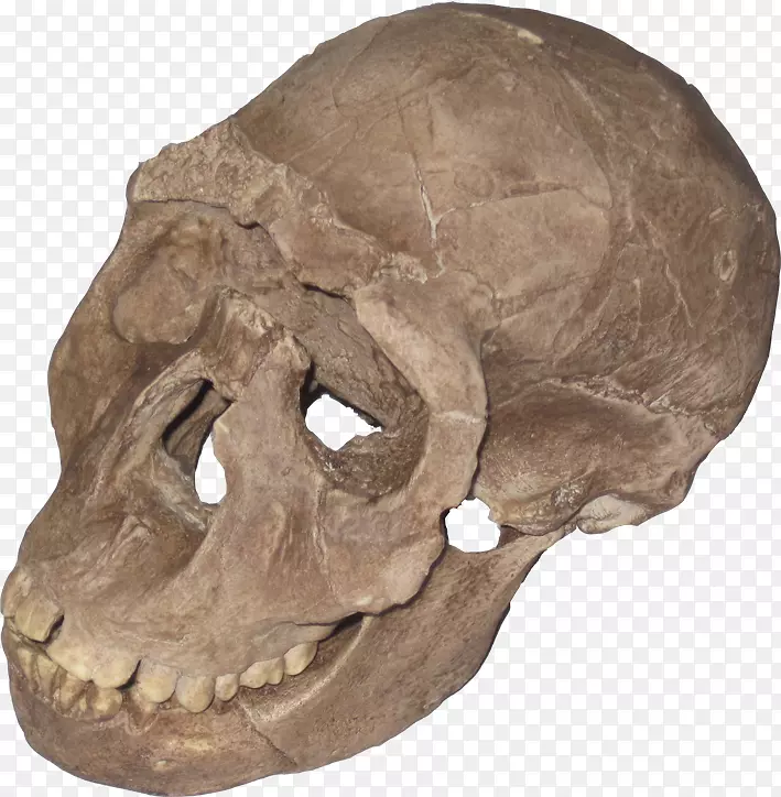 托塔维尔人灵长类古生物智人人类进化-石拱