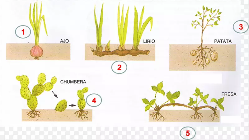 无性繁殖有机体生物细胞分裂-植物