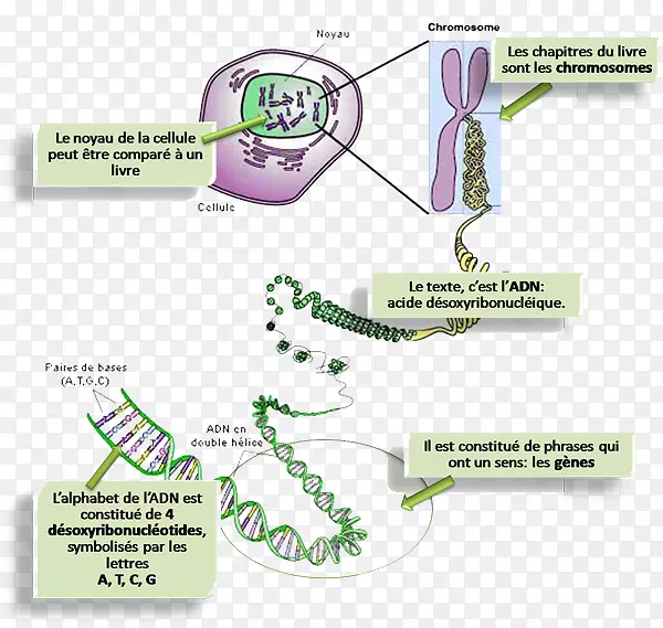真核生物染色体结构dna基因同源染色体的产生