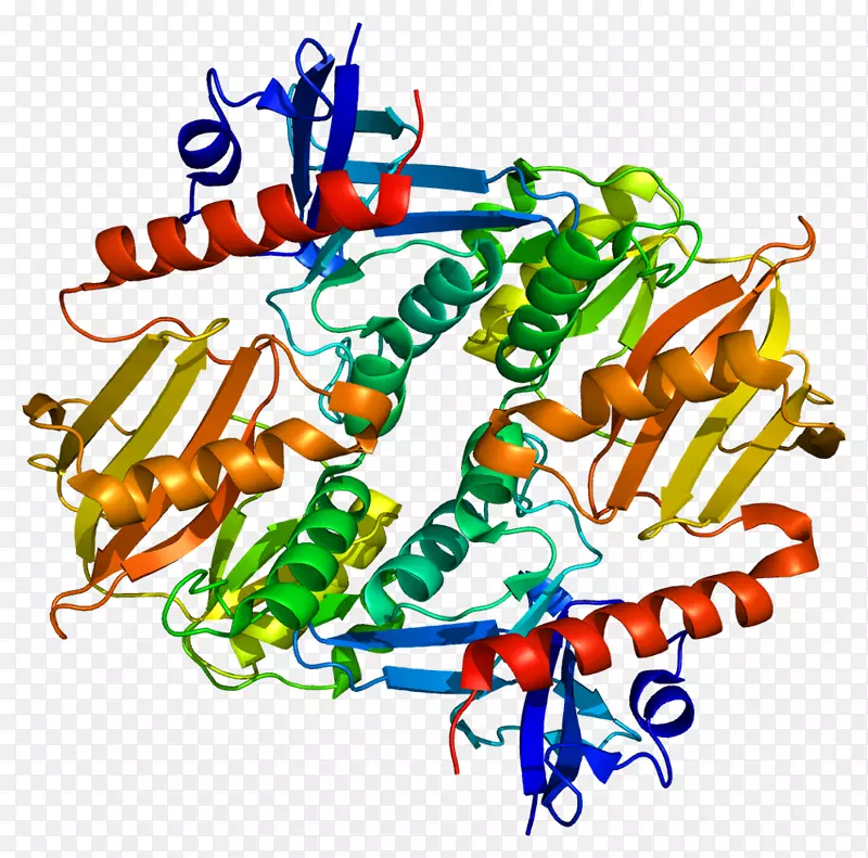 突触素2突触素Ⅰ蛋白基因突触囊泡