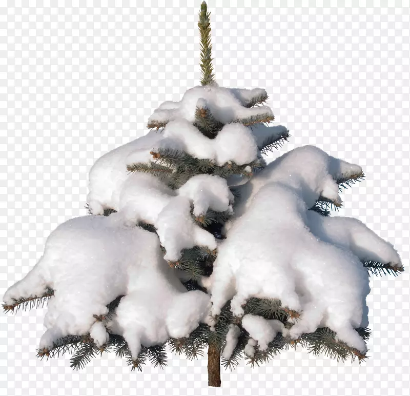 圣诞树云杉剪贴画-圣诞树