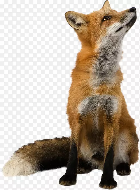 狐狸剪贴画-狐狸
