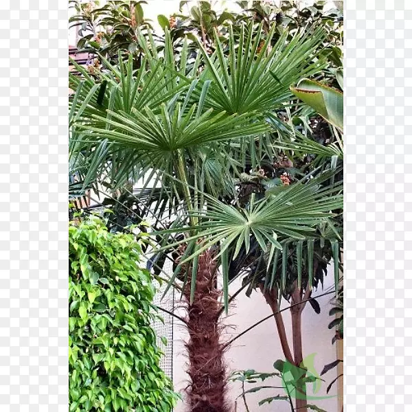 亚洲棕榈，槟榔科，Canoas花园中心看到了棕榈树