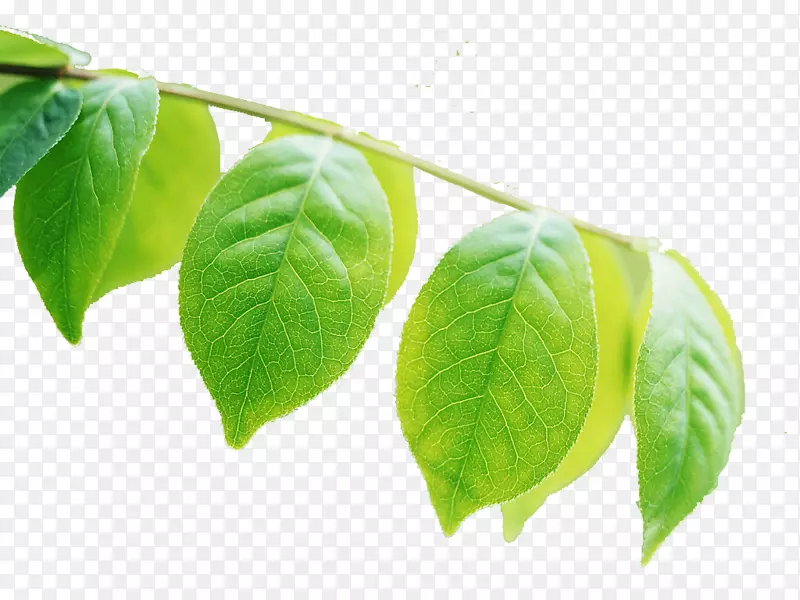 叶植物光合作用叶绿素