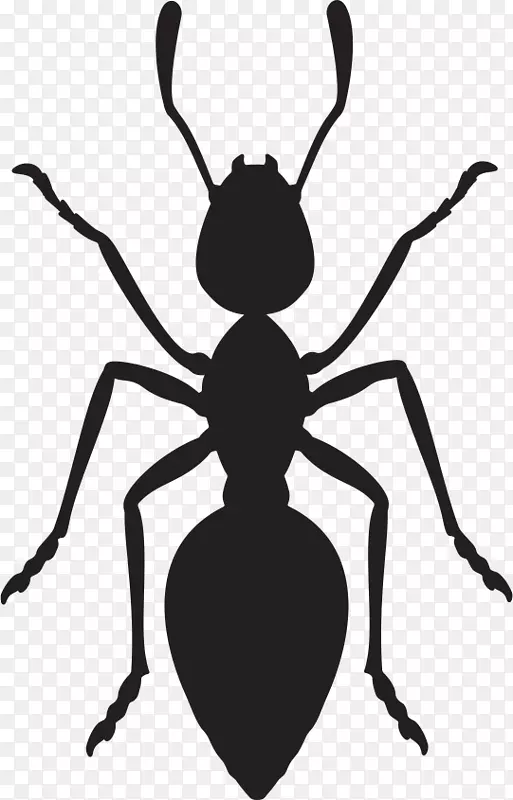蚂蚁昆虫计算机图标昆虫