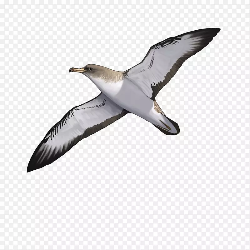 欧洲鲱鱼海鸥伯兰吉斯海鸥科里的剪水鸟