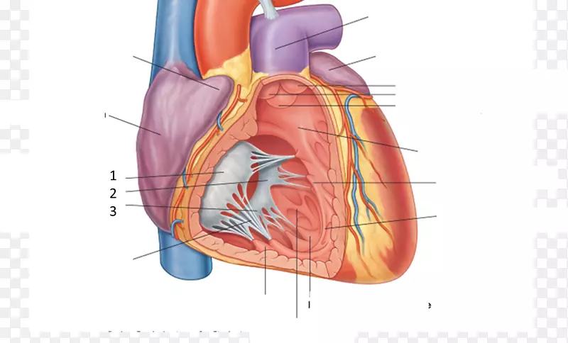 心包表面解剖-心脏解剖