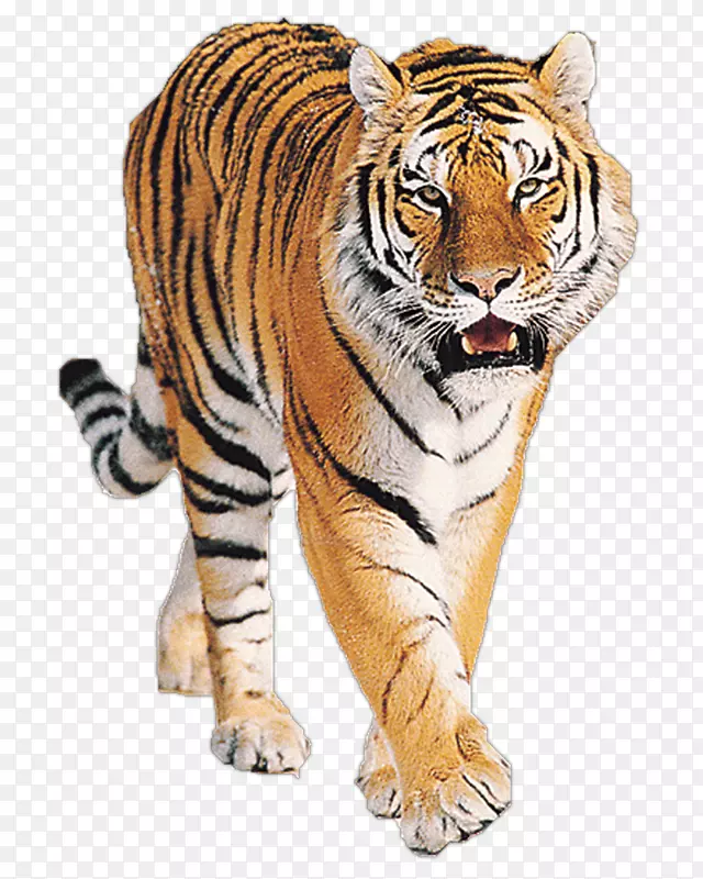 西伯利亚虎，孟加拉虎，大猫，苏门答腊虎，狮子