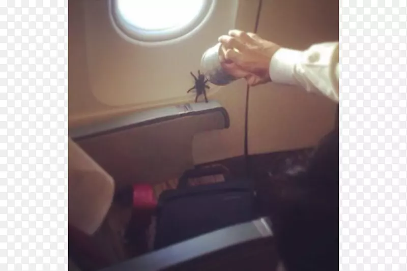 飞机乘务员蜘蛛客机
