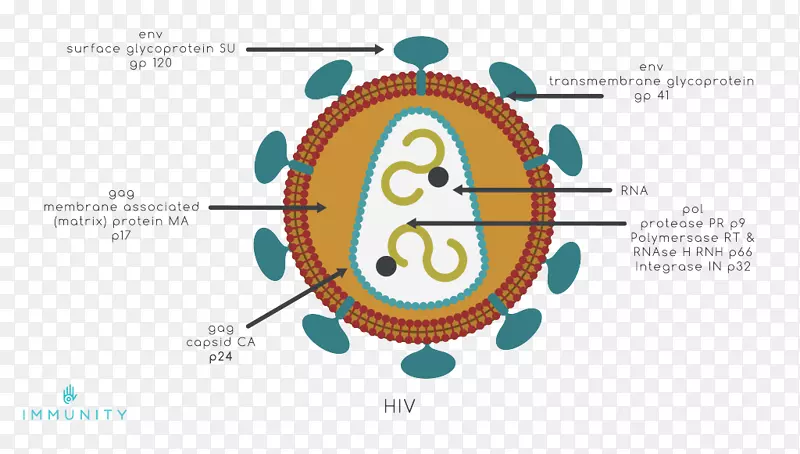 预防艾滋病毒/艾滋病疫苗-潜在性降解