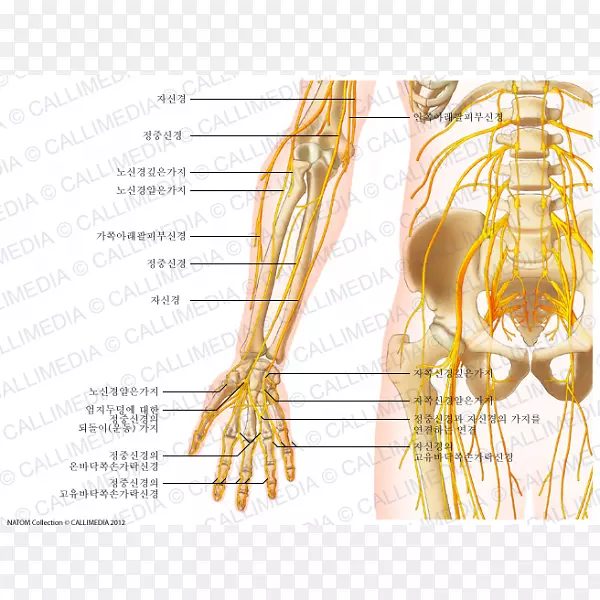前臂神经前室解剖