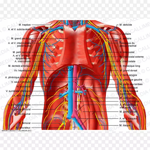 腹部血管下肌骨盆-消化