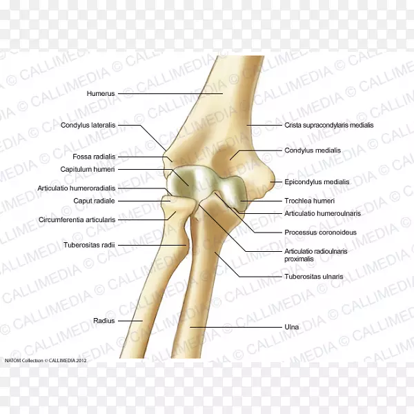 拇指肘骨解剖骨盆-消化