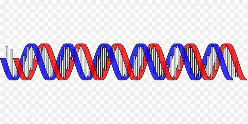 核酸双螺旋dna基因剪贴剂