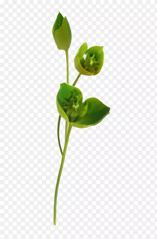 博客植物茎叶剪贴画-美丽的爱情