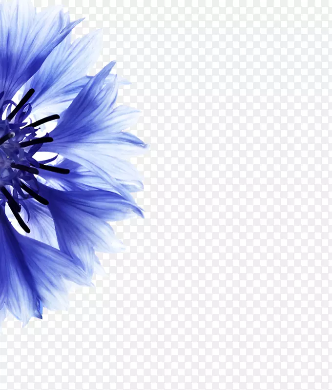 矢车菊花瓣蓝色花-花