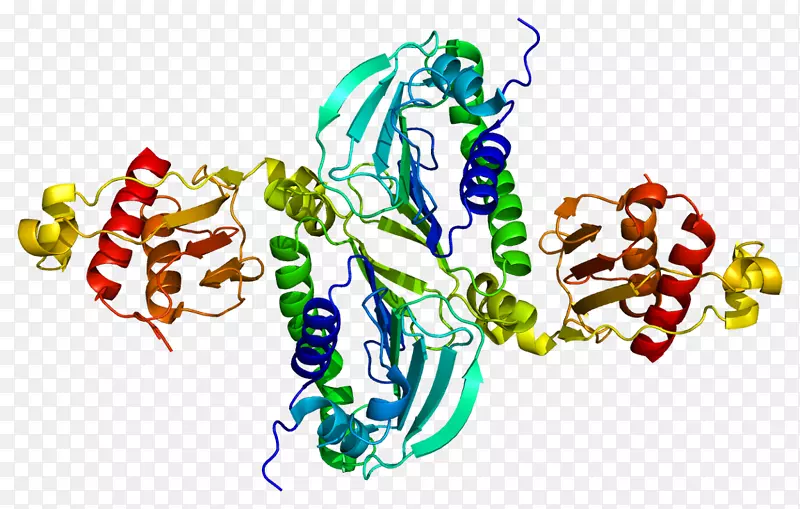 PMS2MLH1蛋白DNA错配修复MSH 2