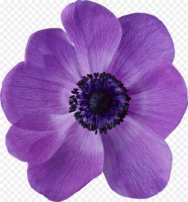 花花瓣-紫色