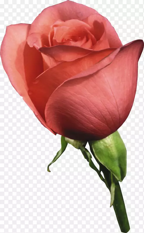 静物：粉色玫瑰，玫瑰科，花园玫瑰，彩虹玫瑰-玫瑰
