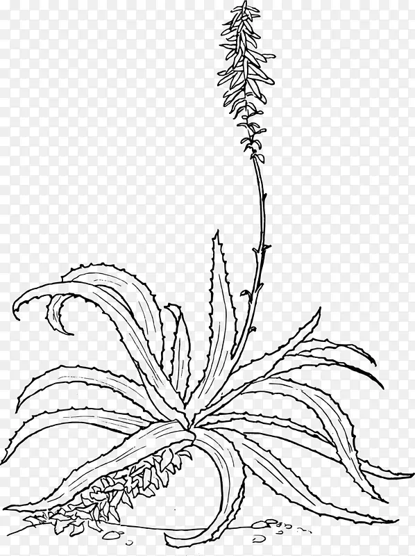 芦荟素描植物插图植物芦荟树-植物