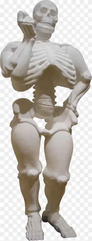 人体骨骼-骨骼