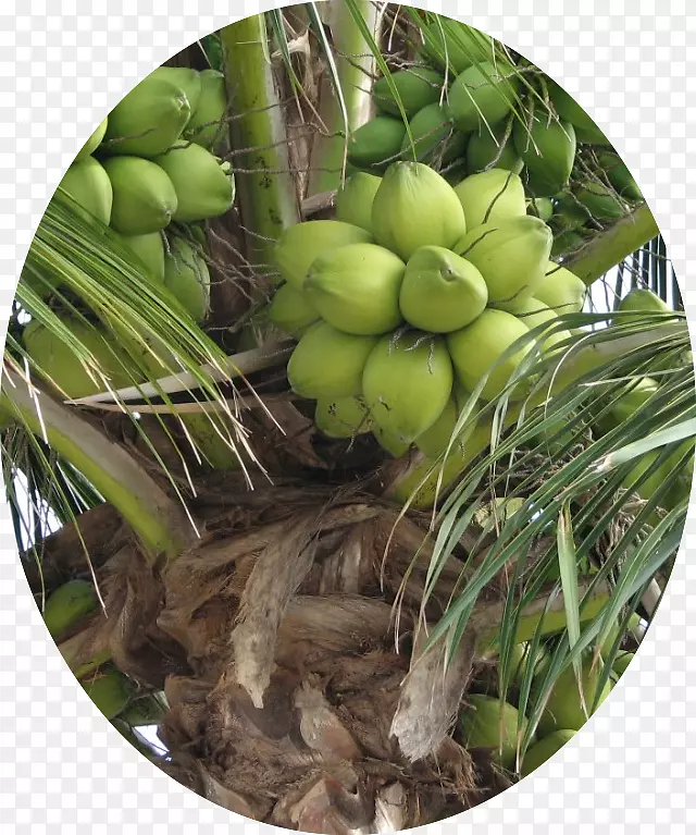 喀拉拉邦椰子水椰子汁椰子油椰子油