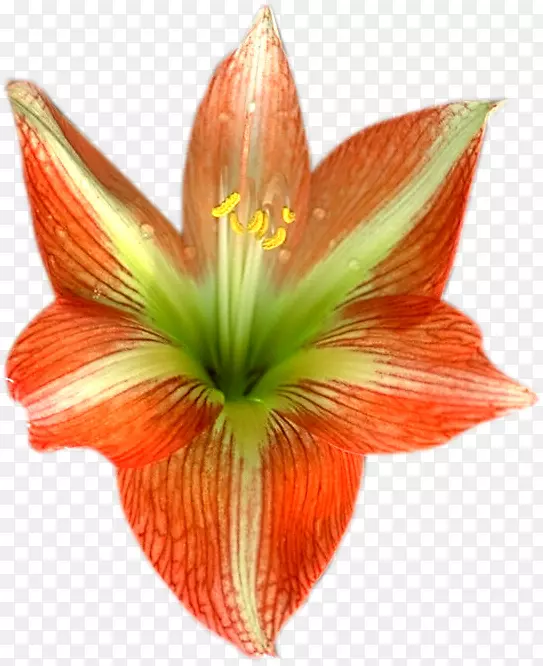 电子邮件花卉博客-电子邮件