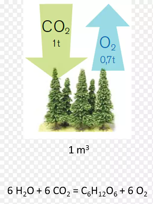 二氧化碳光合作用树碳汇树
