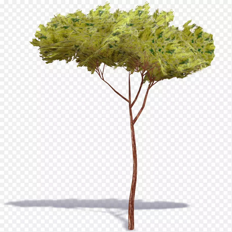 石松黑皮松植物数字图像树
