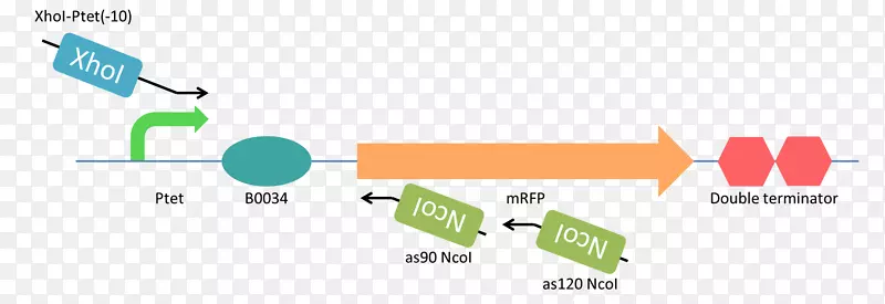 xhoi限制性内切酶反义RNA限制性位点核酸-幽门下游序列
