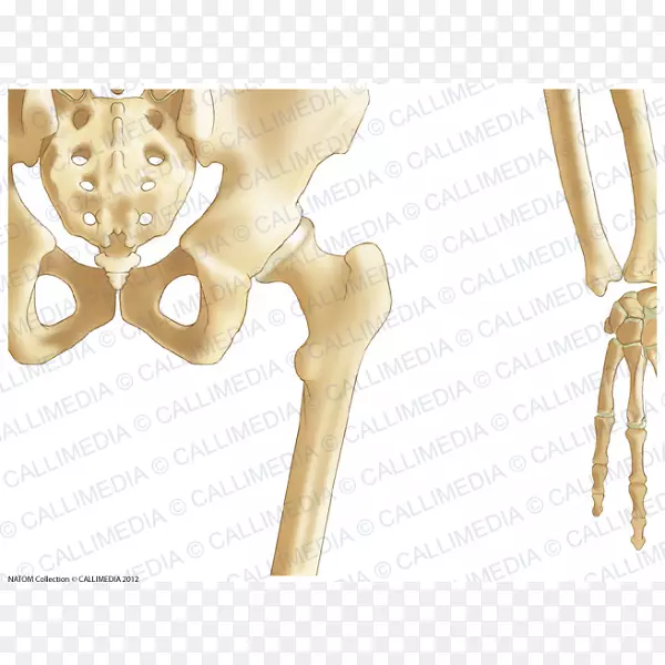 骨盆髋骨-股骨粗隆间嵴