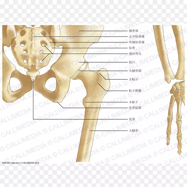 骨盆骨前臂韧带髋转子间嵴