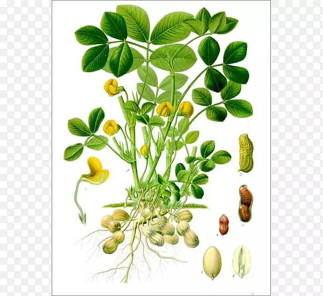 科勒药用植物花生植物学生命周期-植物
