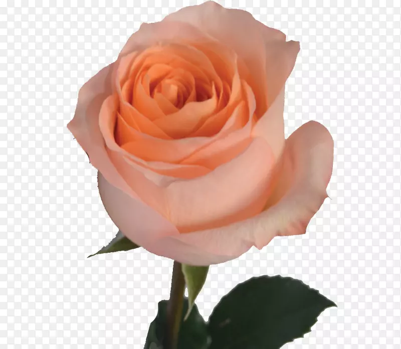 花园玫瑰，蜈蚣玫瑰，花玫瑰，月季，粉红色-橙色