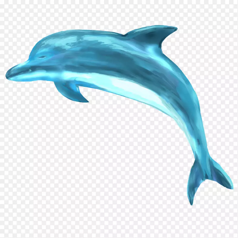 条纹海豚普通宽吻海豚短喙普通海豚旋转海豚粗齿海豚