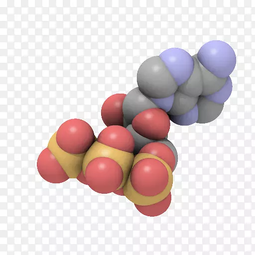 腺苷三磷酸腺苷二磷酸电子传递链能