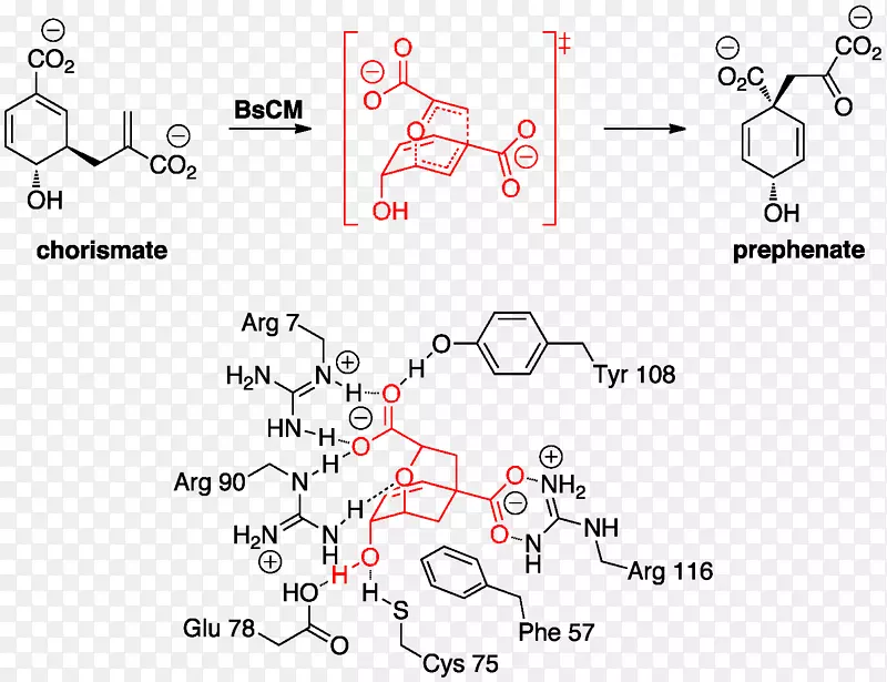 克莱森重排副酸变位酶重排反应有机催化