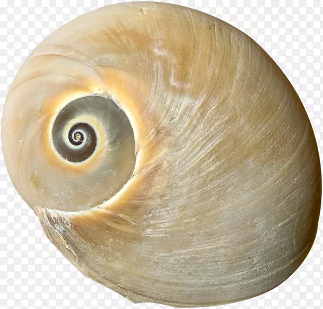 海螺贝壳研究软体动物贝壳夹艺术.海贝壳