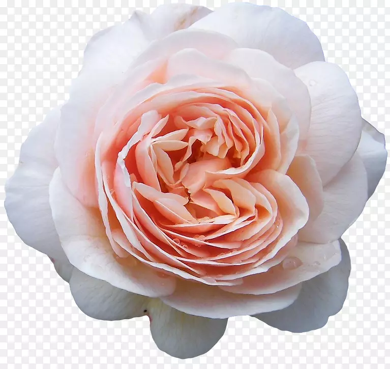 花旧玫瑰和英国玫瑰蓝玫瑰花蕾-花