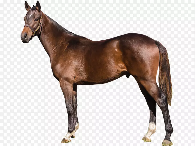 安达鲁西亚马，纯种种马，矮种马，野马