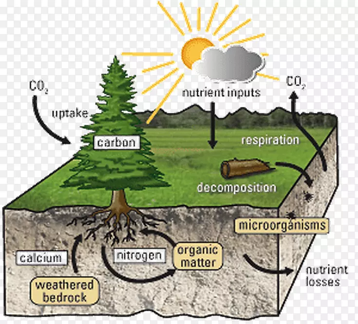 养分循环土壤碳循环生态系统-自然环境