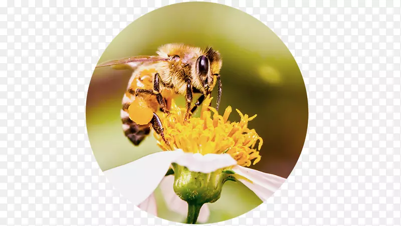 蜜蜂花粉害虫