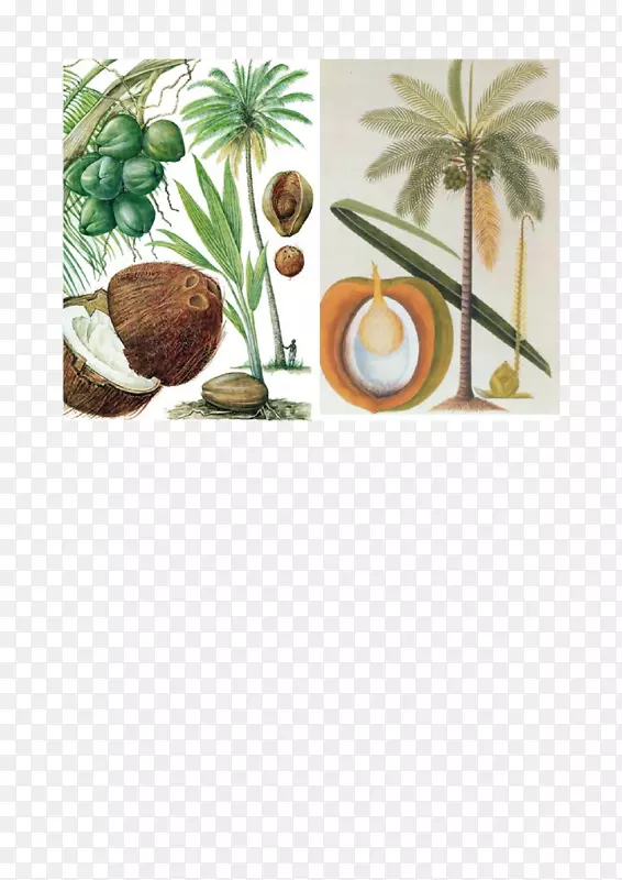 植物学插图椰子植物-椰子