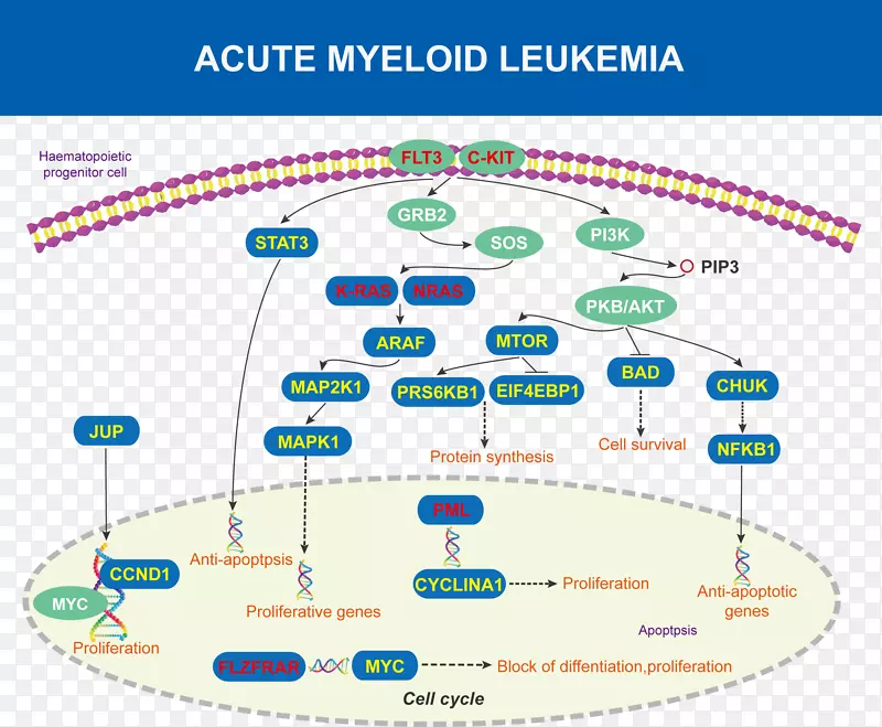急性髓系白血病急性疾病图蛋白激酶b