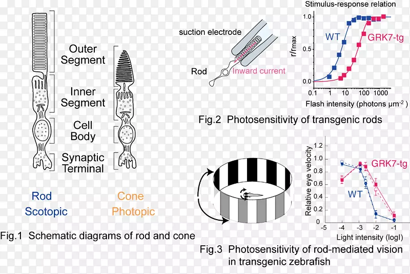光感受器细胞杆细胞锥细胞g蛋白偶联受体信号转导-棒状坎贝尔澳洲动物